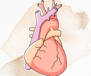 Circulatory System Circulatory System