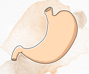 Digestive System Digestive System