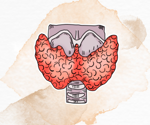 Endocrine System Endocrine System