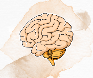 Nervous System Nervous System