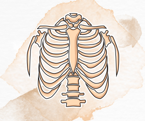 Skeletal System Skeletal System