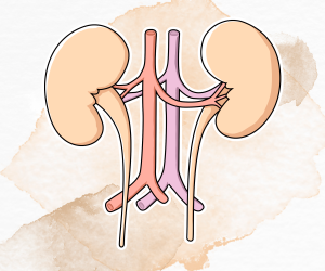 Urinary System Urinary System