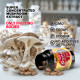 Oyster (Pleurotus ostreatus) Mushroom Extract, 90ct Oyster (Pleurotus ostreatus) Mushroom Extract, 90ct