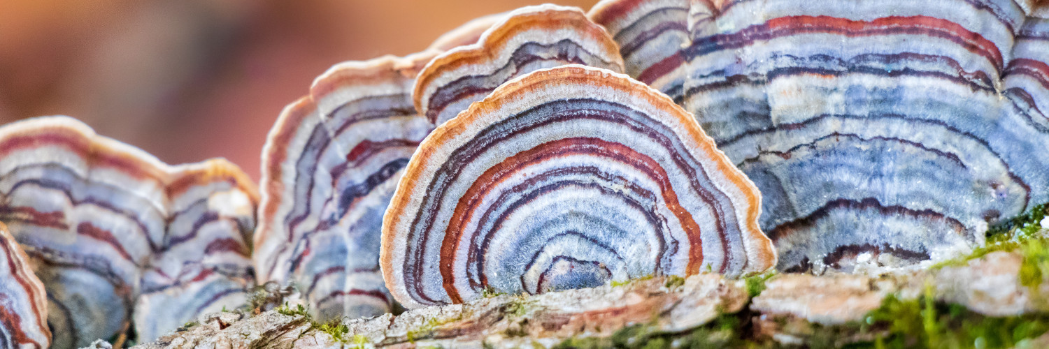 TURKEY TAIL: A NATURAL WONDER TURKEY TAIL: A NATURAL WONDER