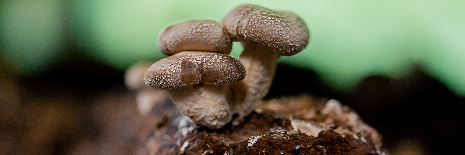 UNLOCKING SHIITAKE MUSHROOM BENEFITS UNLOCKING SHIITAKE MUSHROOM BENEFITS